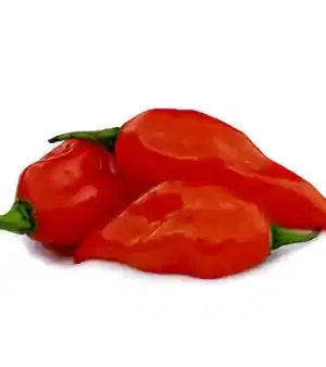 Red Ghost Chilli