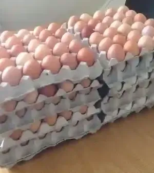 Fresh Farm Chicken Eggs Brown And White Shelf Life: 12 Months