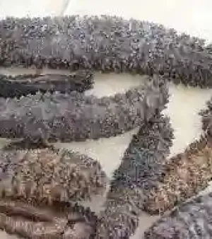 Dry Sea Cucumber