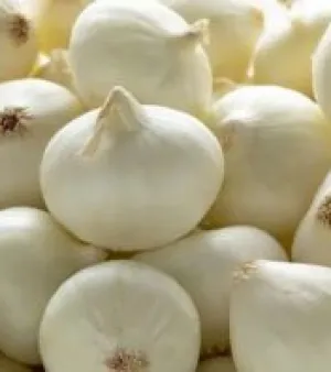 A Grade White Onion