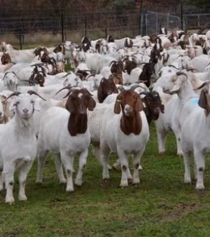 Fresh Boer Goat, Usage: for Goat Meat