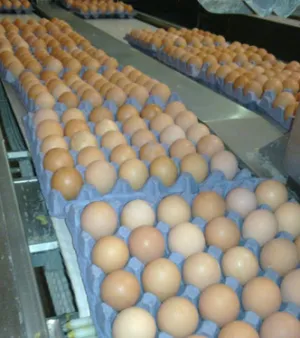 Brown And White Fresh Table Eggs, Style: Fresh Eggs