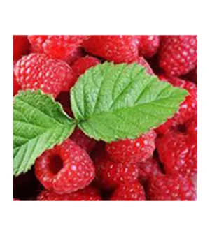 Red Raspberry, Pack type: as per the buyer
