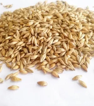 Organic Barley Grain Seeds, Cultivation type: Organic