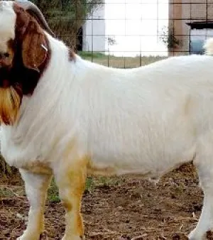 Boer Goat, Color: White and Brown