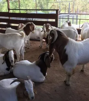 Boer Goat, Color: White and Brown, Condition: Good