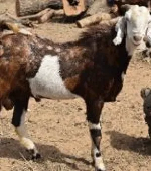Sirohi Goat, Color: Brown and white, Gender: male female both