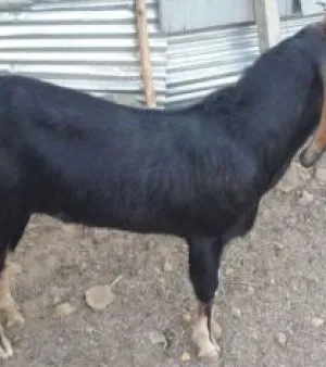 Kota goat, Advantage : Rich in milk production, Condition: Fresh