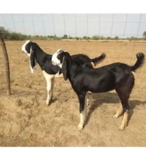 Kota Goat, Color: White and Black, Breed: Kota
