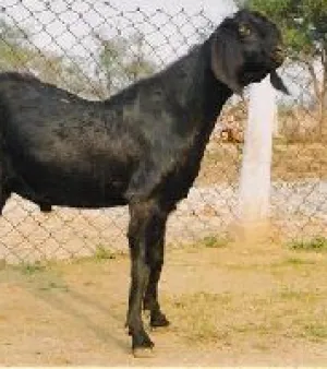 Lahori Goat, Advantage : Rich in milk production