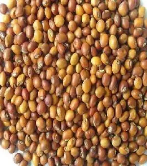 Pigeon Pea Seeds