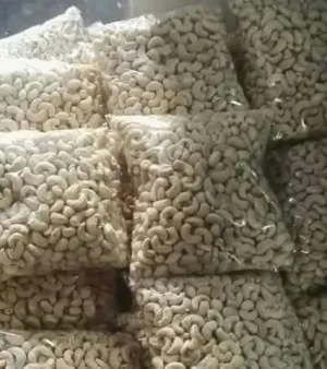Fresh Cashew Nuts , Processing Type: Fresh