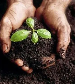 Soil Conditioner, State : Powder, Supply Type : Supplier, Trader