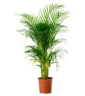 PALM PLANT, Botanical Name: Dypsis lutescens