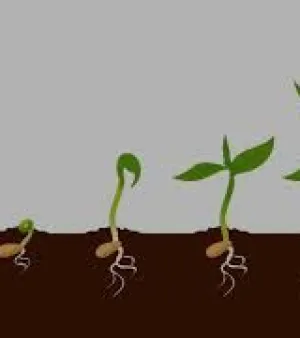 Root Plus Plant Growth Regulators, Purity : 99%