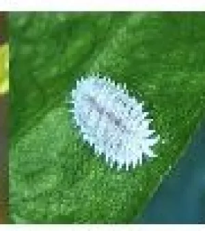 BCX-Vertigold Eco Friendly Biocide, Grade : Chemical