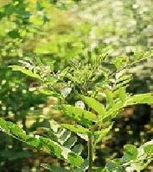 Mono Ammonium Glycyrrhizinate, Purity : 95%