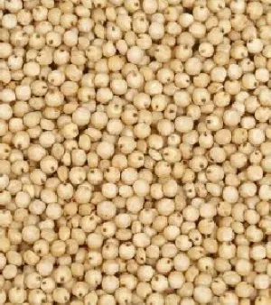 Jawar Seeds