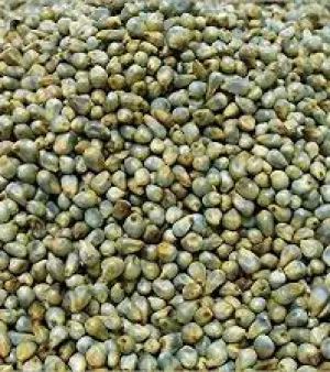 Bajra Seeds