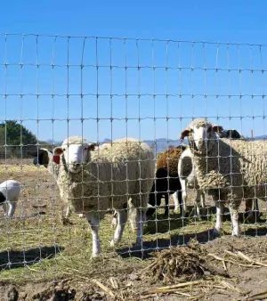 Cattle Fence
