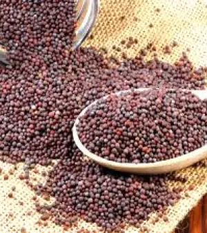 Red Rai Seeds