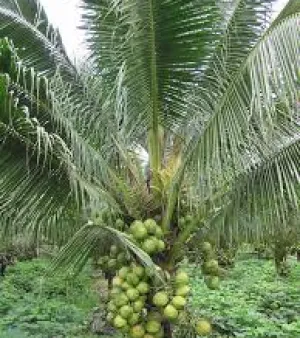 Coconut Plant
