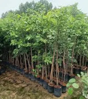 Chandan Plant