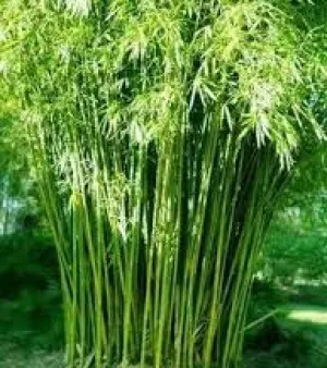 Bamboo Plant