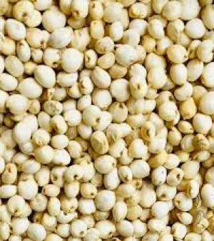 Jowar Seeds