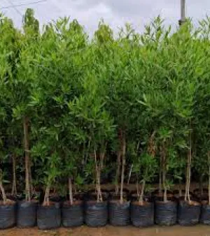 Conocarpus plant