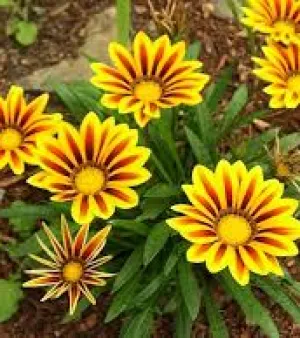 Gaznia Plant