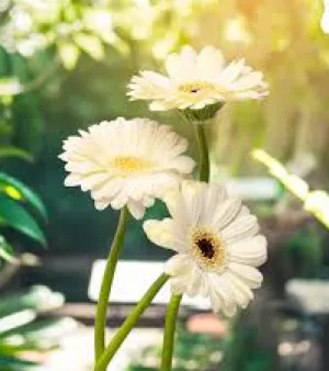 Gerbera Plant
