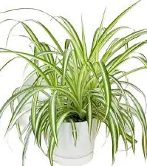 Spider Plant