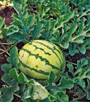 Watermelon Fruit Plant