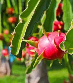 Dragon Fruit Plant