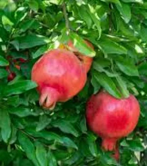 Pomegranate Plants
