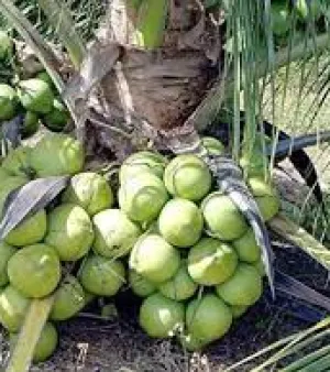 Dxt Hybrid Coconut Plant