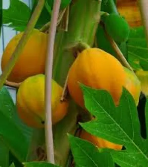 Papaya Plant