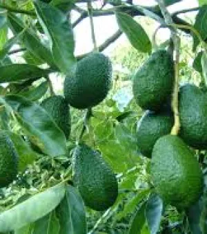 Avocado Fruit Plant