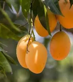 Organic Mango Plant