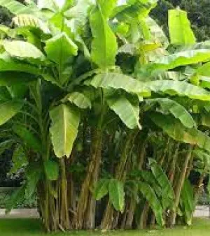 Banana Plant