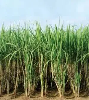 Sugarcane Plant