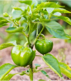 Capsicum Plant