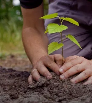 Plant Saplings