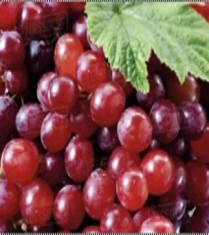 Organic Red Tasty Seedless Grapes