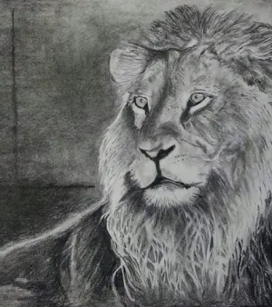 Animal Sketching