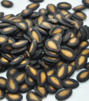 Watermelon Seed
