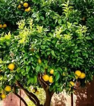 Lemon Tree