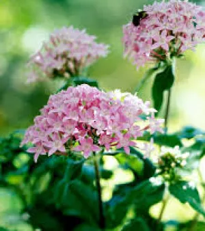 Outdoor Plant