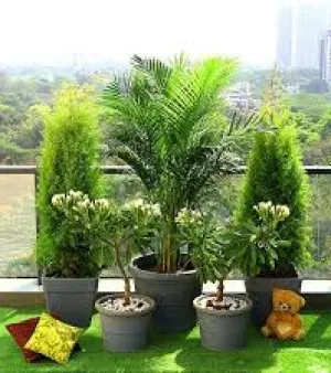 Outdoor Plant